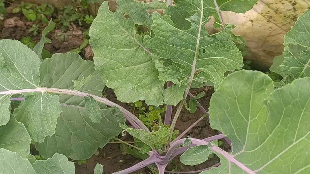 Nehezített körülmények között kezdődött az őszi szántóföldi szezon Kárpátalján