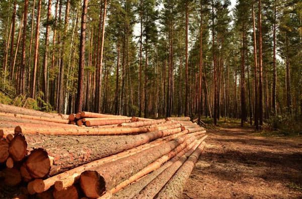 Munkács több mint 1,3 millió hrivnyát kap illegális fakivágásokért okozott károkért