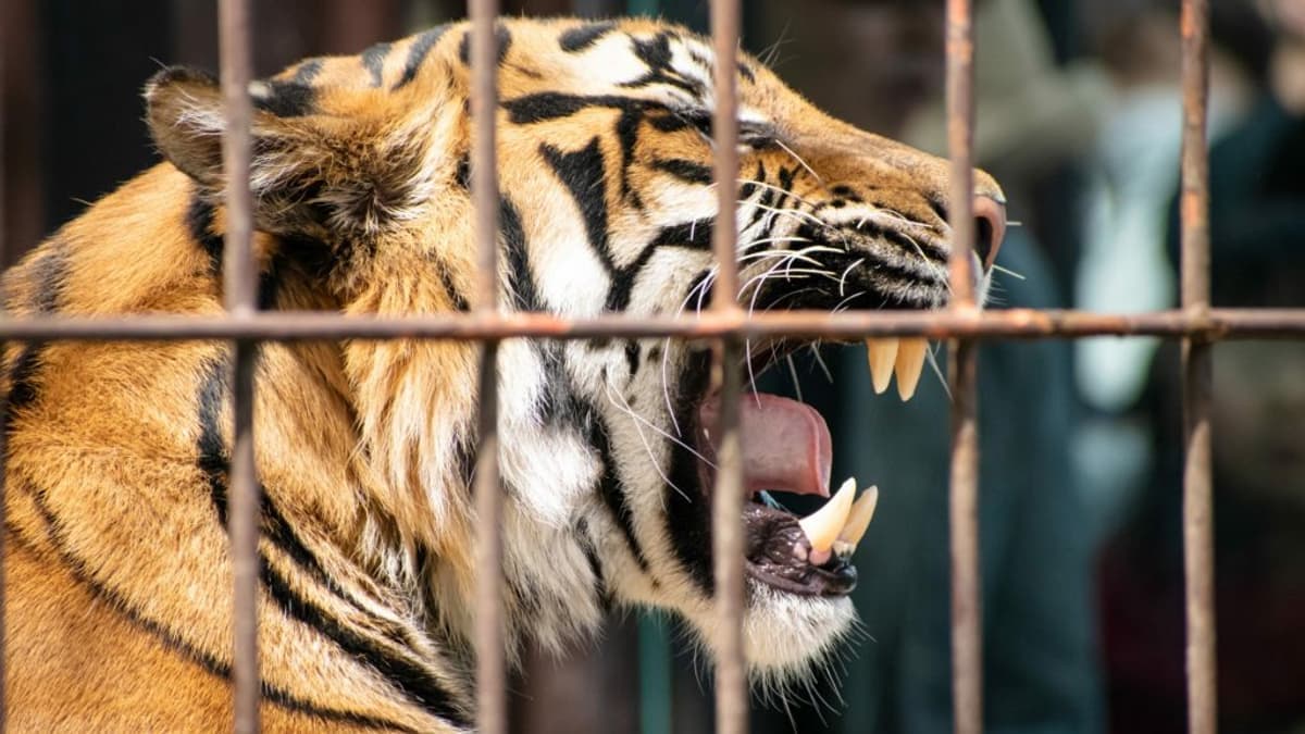 Tragédia az angliai vadasparkban: férfit támadt meg egy tigris