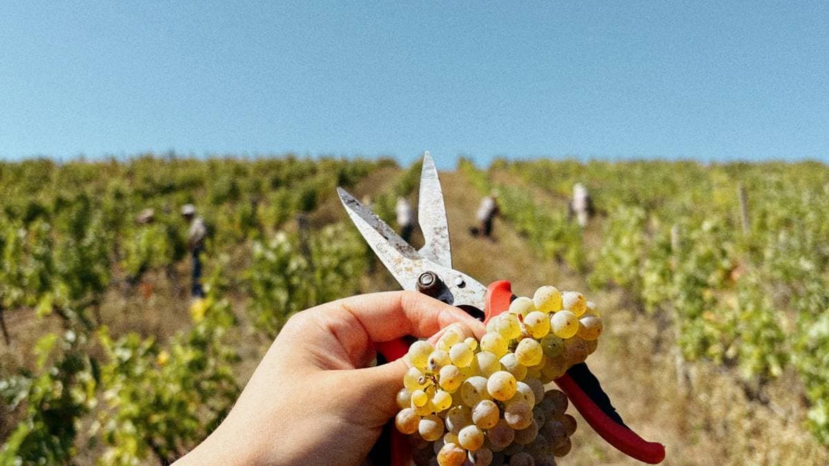 Aszály sújtotta a kárpátaljai szőlőket: gyümölcsösebb, könnyebb bort ígérnek a termelők
