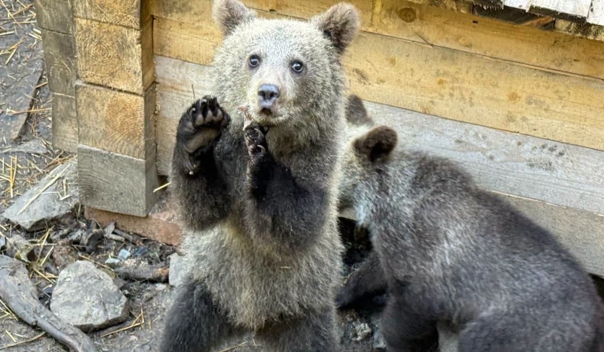 Új életre szoktatják a szinevéri medvebocsokat a természetvédelmi központban