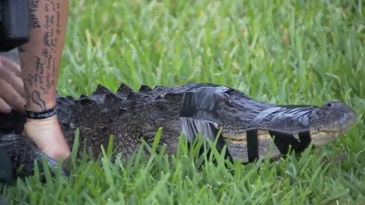 Aligátortámadás végzett egy horgásszal Floridában