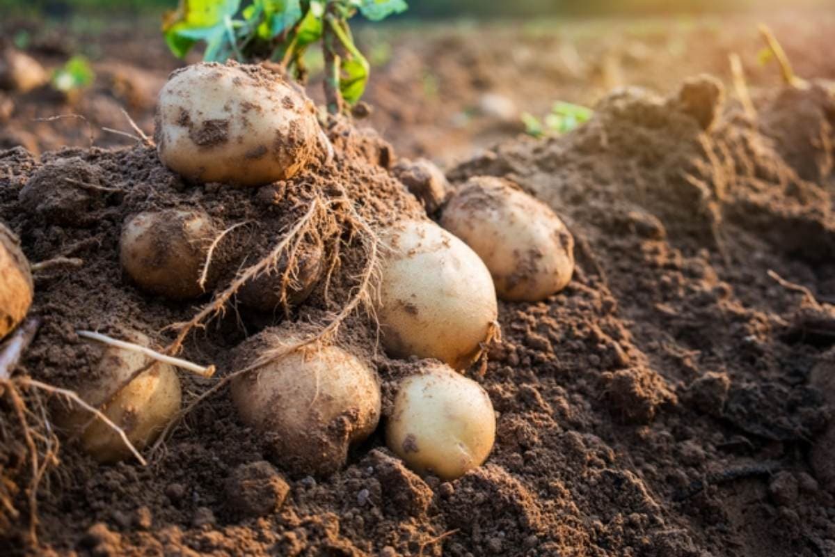 Jelentős burgonyadrágulás várható Ukrajnában az idei terméskiesés miatt