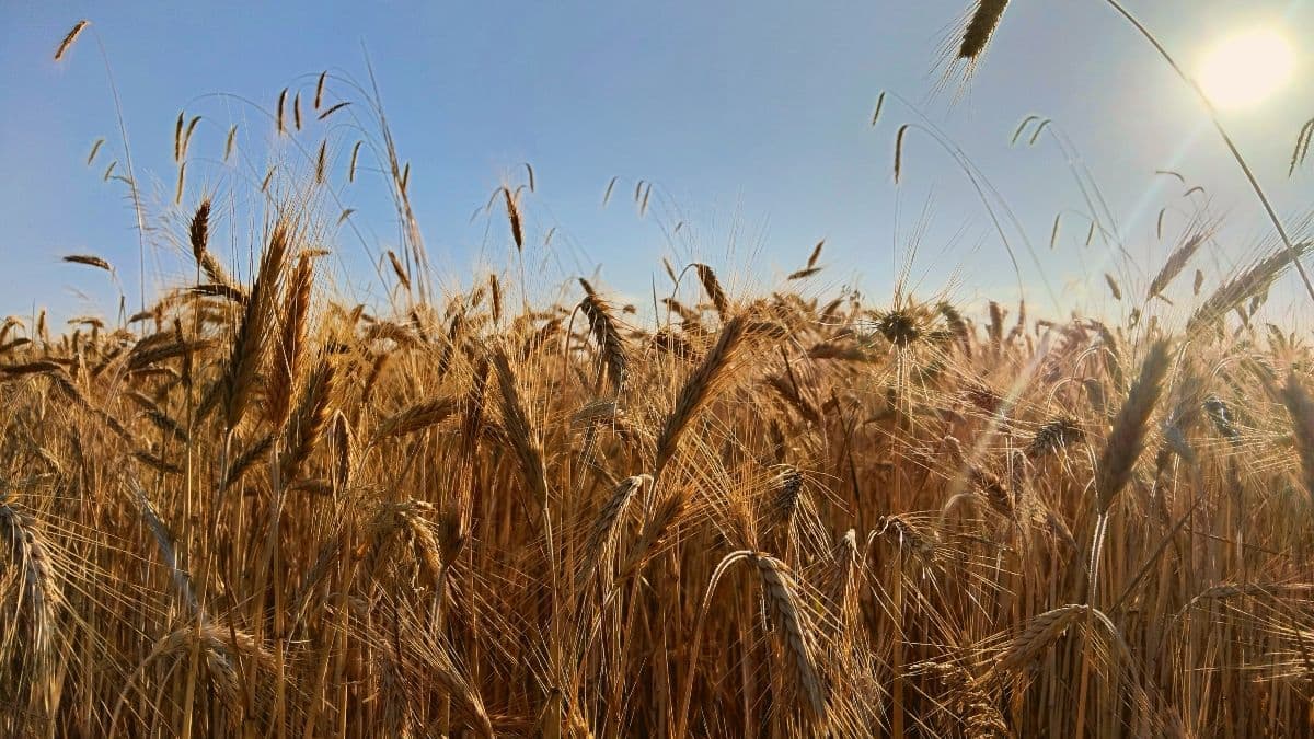 Szeptemberben erőteljesen nőttek az élelmiszerárak a globális piacokon