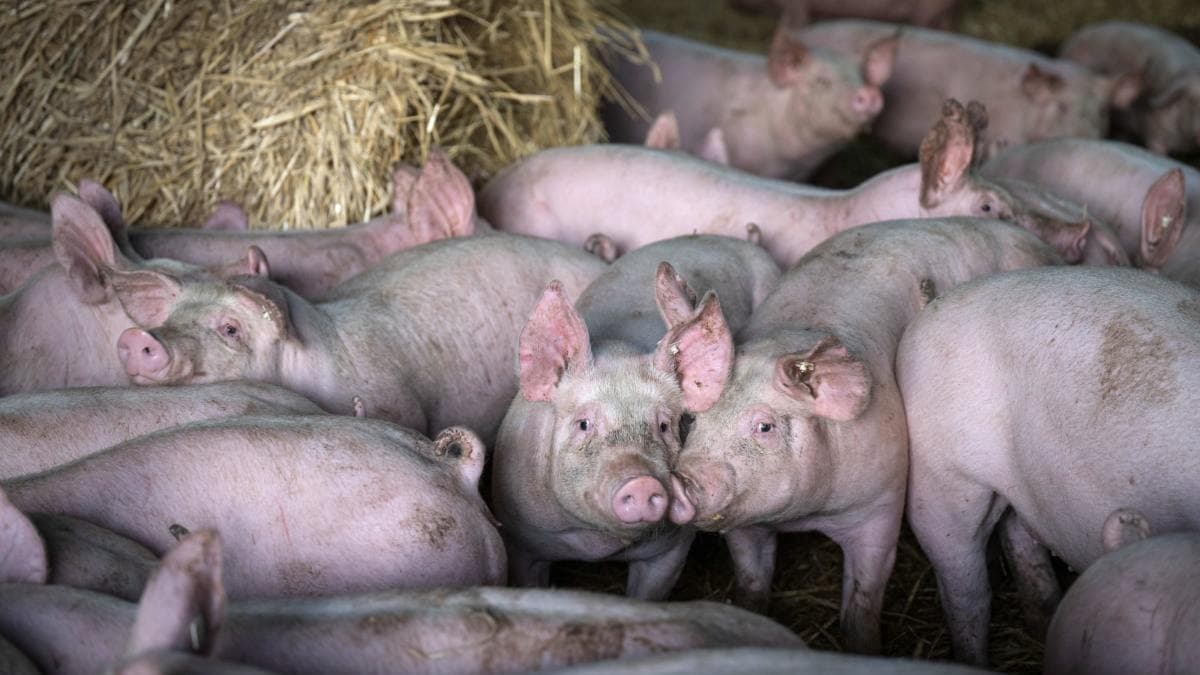 Fellendülés várható az ukrán sertéshús-termelésben 2027-ben