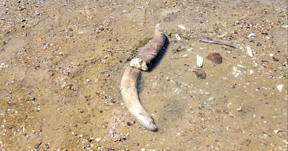 Ősi mamutcsontokra bukkantak a Duna kiszáradt medrében Bulgáriában