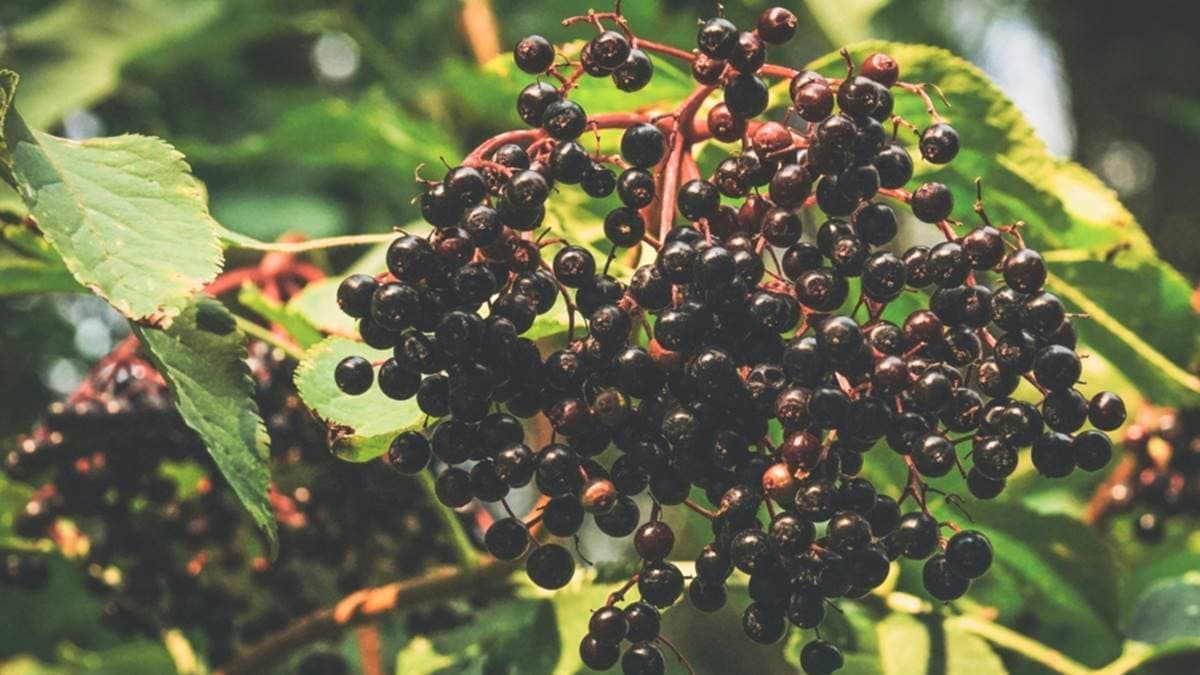 Fekete bodza: otthoni tea és szörp készítése biztonsági tanácsokkal