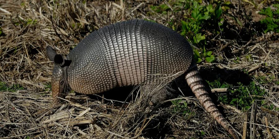 Floridában megnőtt a lepra eseteinek száma: évente több tucat fertőzöttet regisztrálnak