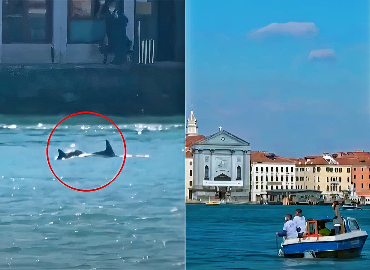Újra megjelent egy delfin Velence ikonikus csatornájában