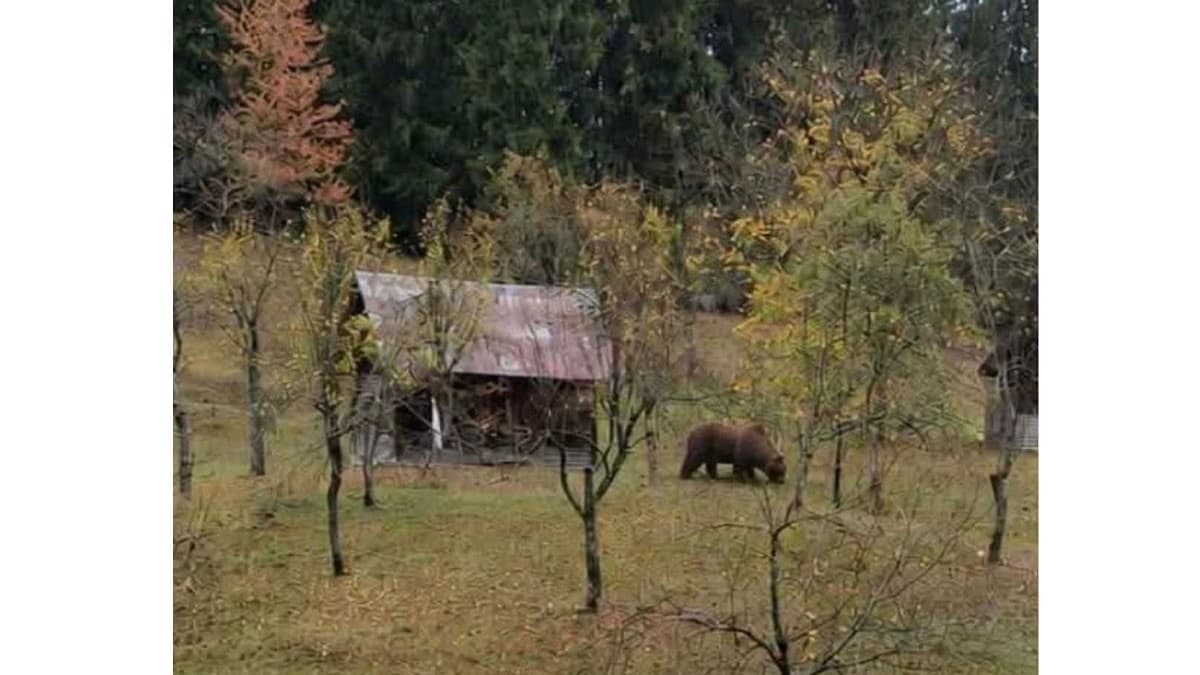 Barnamedve bukkant fel egy kárpátaljai hegyi faluban