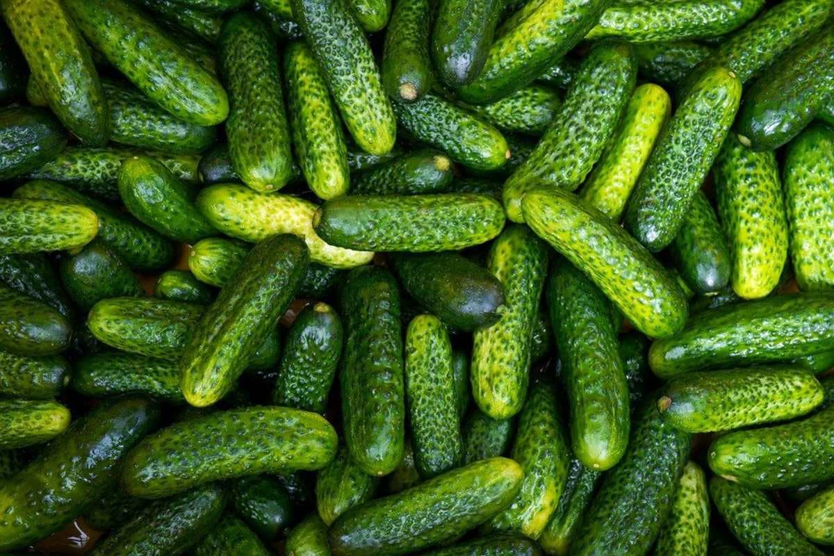 Többszörösére szökött az uborka ára Ukrajnában a nyár végén