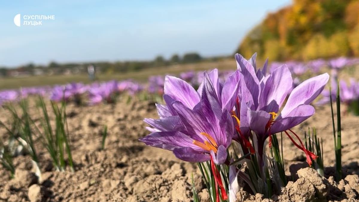 Volinyi gazdaságban kezdődik a sáfrány betakarítási szezonja