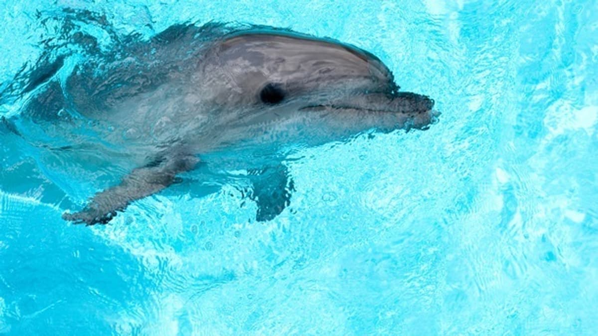 Évtizedekig tart a delfinpopuláció helyreállítása a Fekete-tengeren