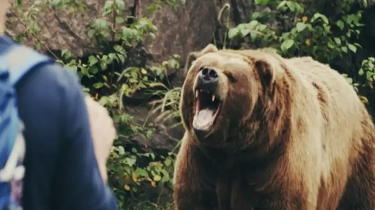 Három medve támadott meg egy gazdát Erdélyben, a turisták mentették meg az életét
