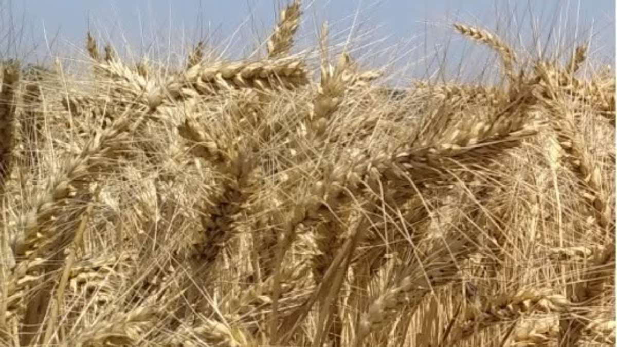 Ukrajnában bejegyeztek egy magas terméshozamú új őszi búzafajtát