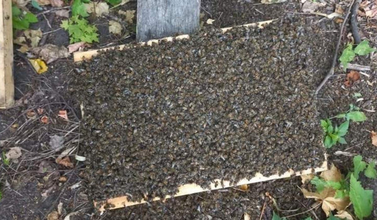 Tömeges méhpusztulás Ternopil megyében a szabálytalan permetezés miatt