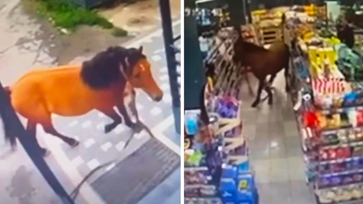 Szokatlan vásárló: ló sétált a polenai szupermarketben