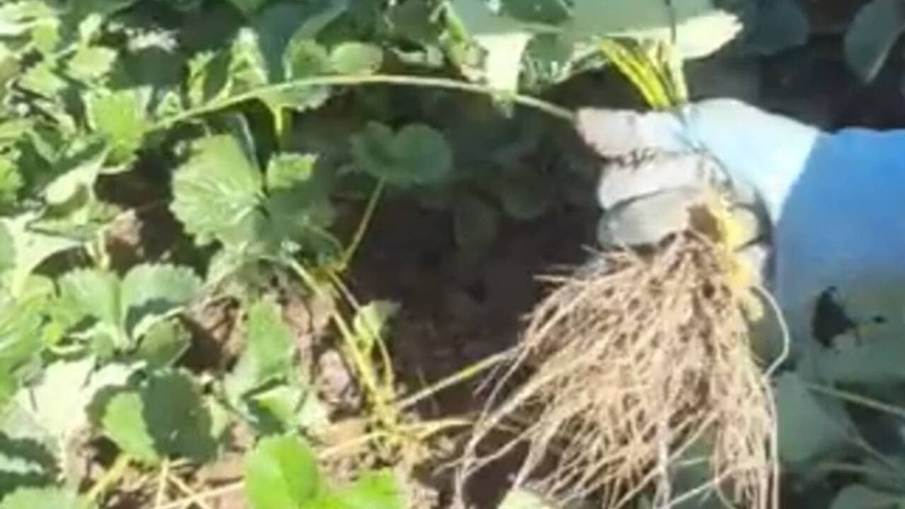 Kárpátalja szamócatermesztése növekszik a sikeres szezon és kedvező adottságok miatt