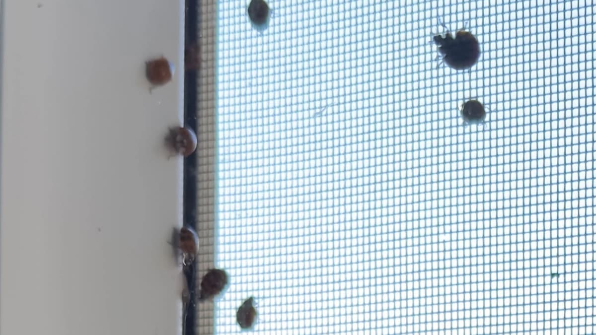 Őszi katicainvázió: Hogyan védekezzünk a harlekinkaticák ellen?