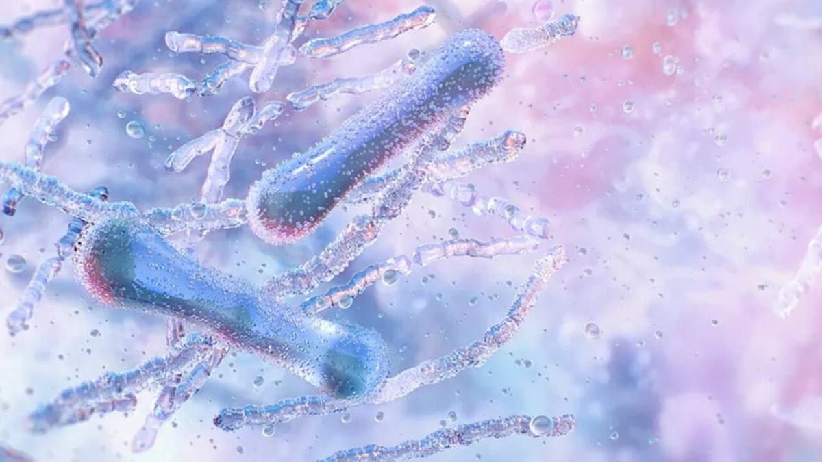 Probiotikumokkal javítható az időskori memóriateljesítmény? Dél-koreai kutatás eredményei