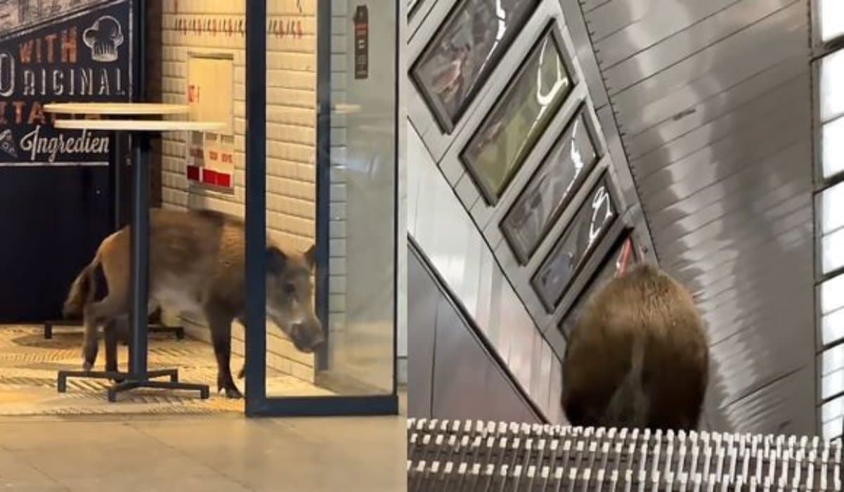 Vaddisznó került a budapesti metró alá a Kossuth téren