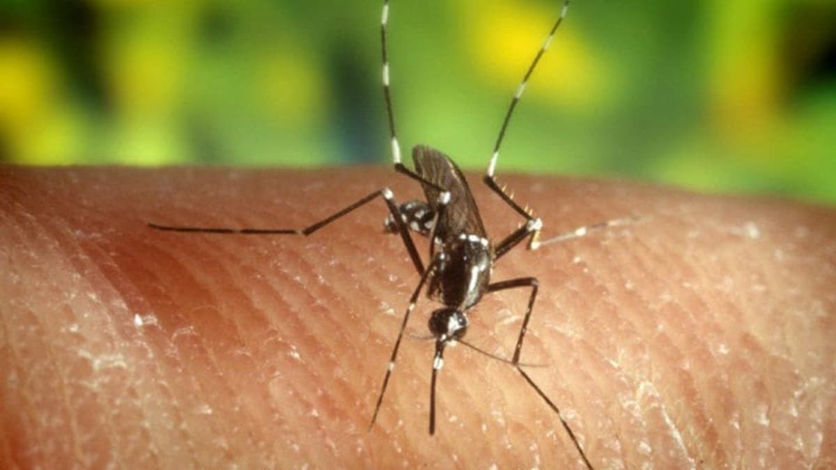 Görögországban soha nem látott mértékben terjed a nyugat-nílusi vírus: már 30 halálos áldozat