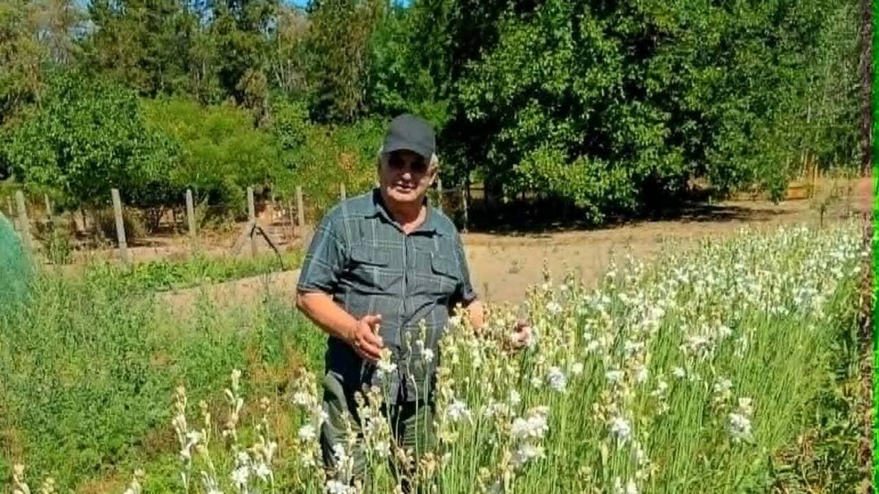 A tubarózsás bak izgalmas vadászkalandja Kárpátalján