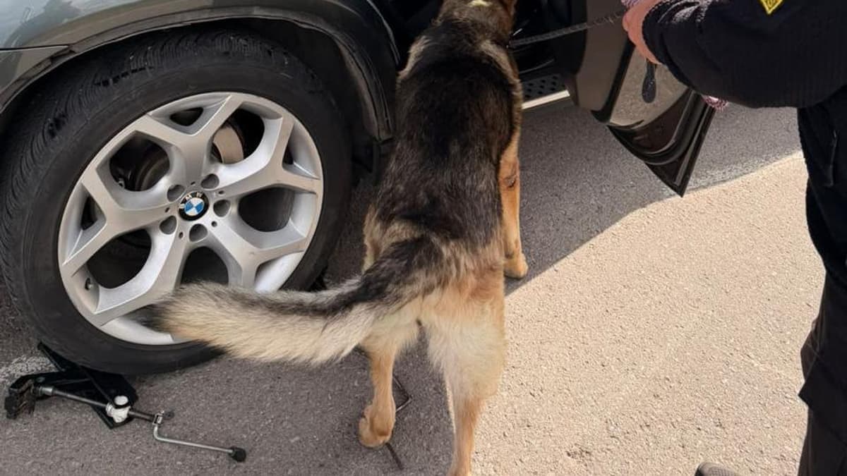 Szolgálati kutya lefülelte a rejtekhelyet egy BMW X6-osban a nagypaládi határnál