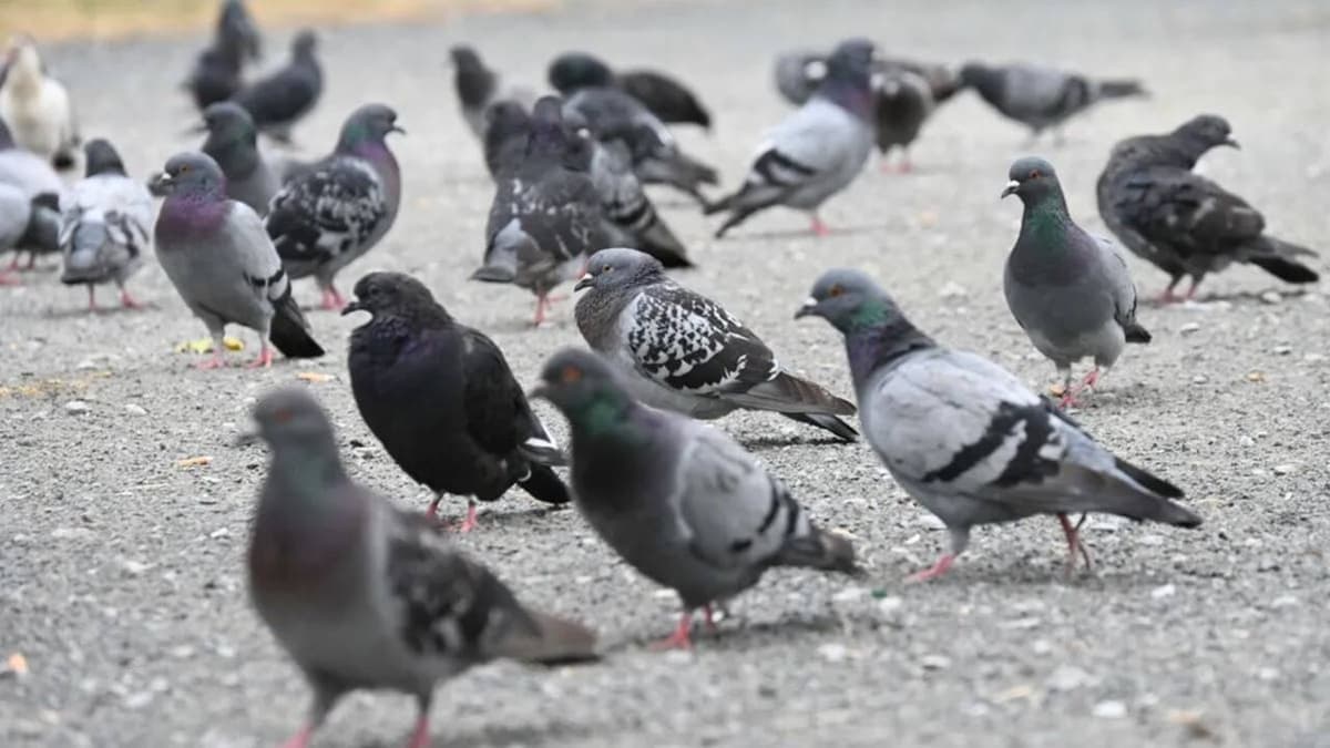 Városi madarak inkább a férfiakhoz közelebb engedik magukat: meglepő kutatási eredmény