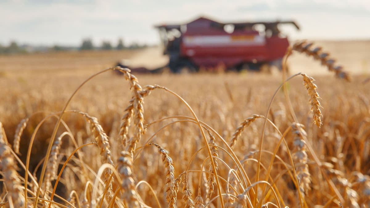 Ukrajnai agráróriások tízéves haladékot kérnek az uniós növényvédelmi szabványokra