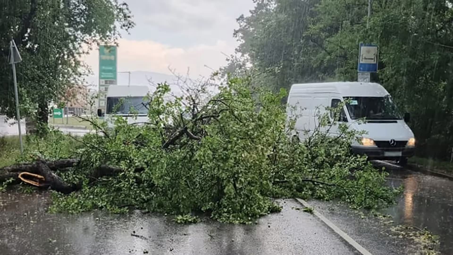 Erős szél döntött ki fákat az Ungvári járásban, akadályozva a forgalmat