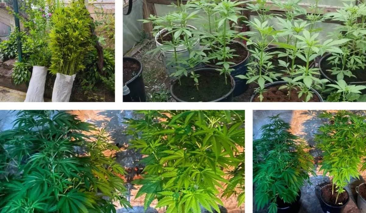 Huszti járásban fogtak el kannabisztermesztő férfit egy üvegházban
