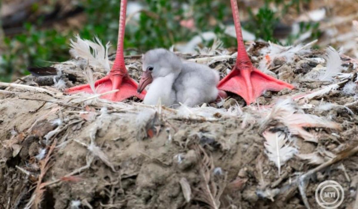 Újszülött flamingófiókák a Nyíregyházi Állatparkban színesítik a madárvilágot