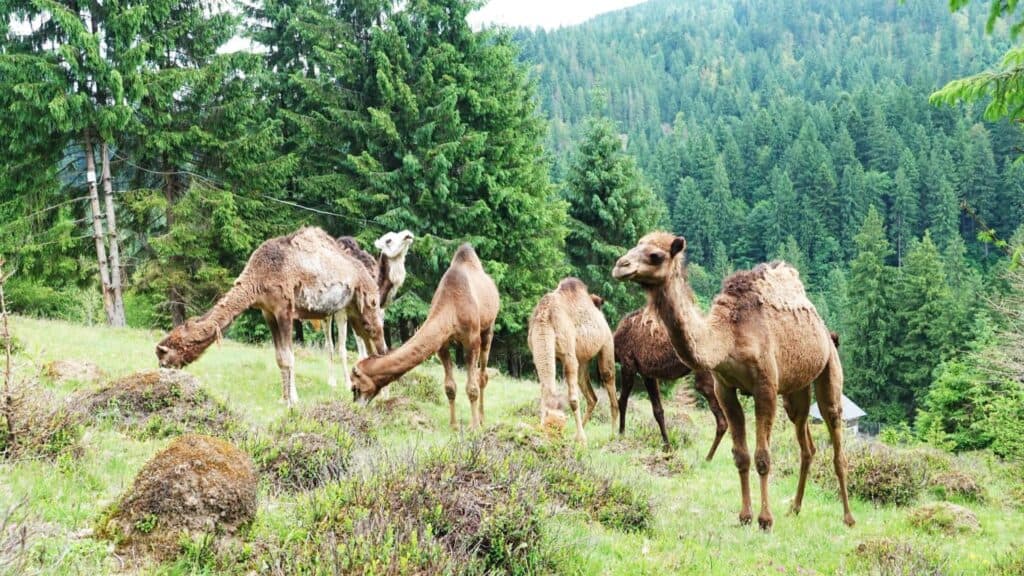 Tevékkel gazdagodott a Szinevéri Nemzeti Park látványosságkínálata