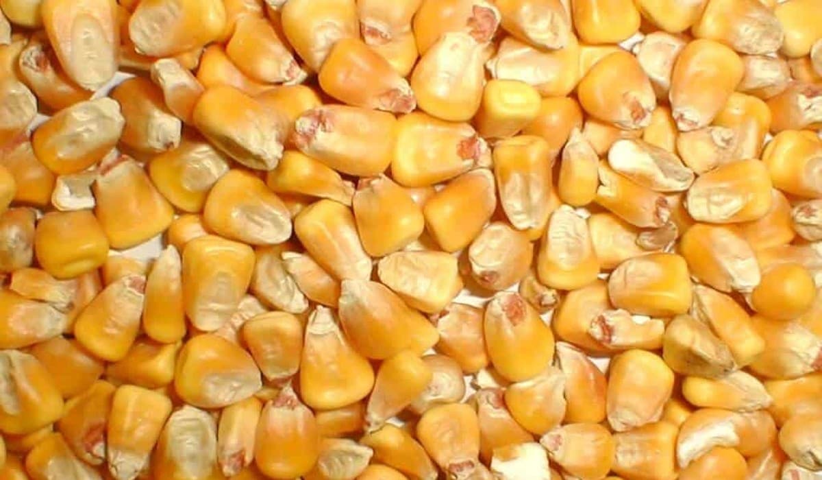 Csökkenő ukrán gabonaexport: közel 21 millió tonna kukorica hagyta el az országot