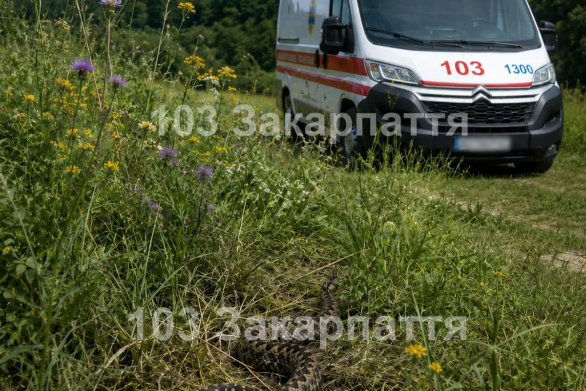 Mérges kígyó marta meg az Ungvári járásban egy tízéves kislányt