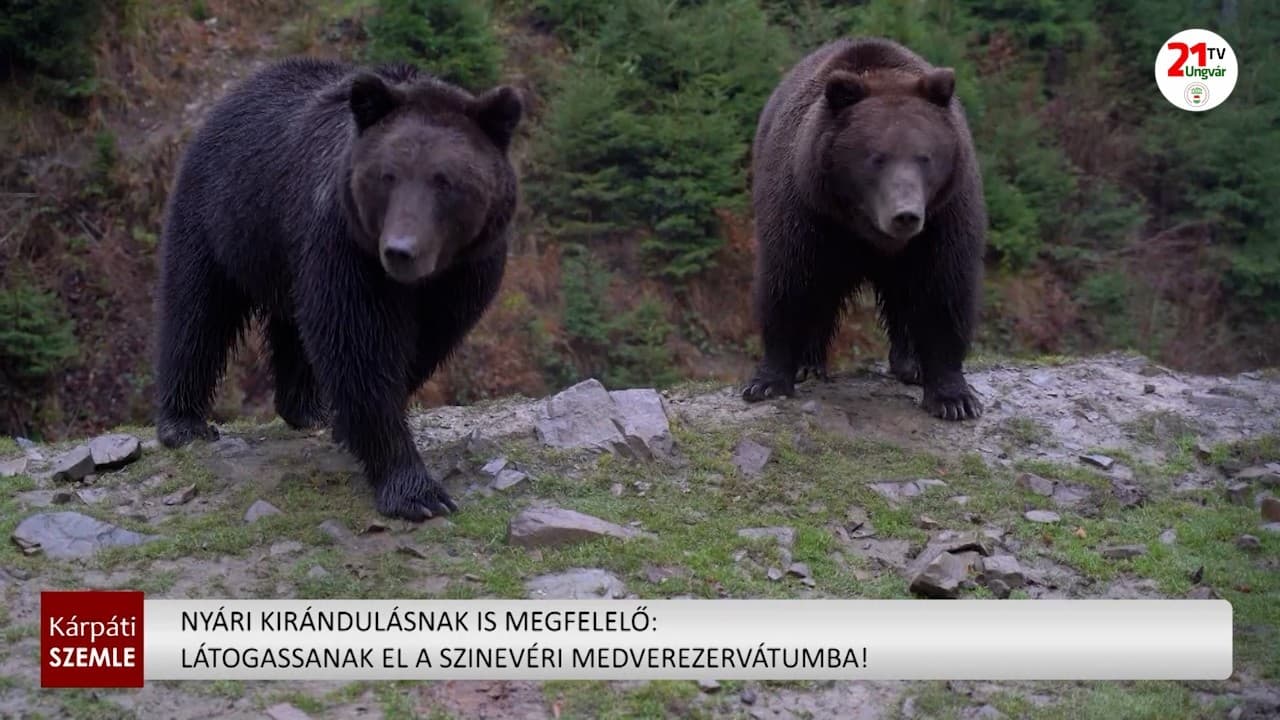 Kárpátaljai medverezervátum: természetközeli otthon a megmentett medvéknek