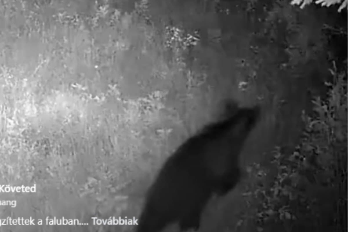 Barnamedvét filmeztek a Munkácsi járás Zúgó környékén