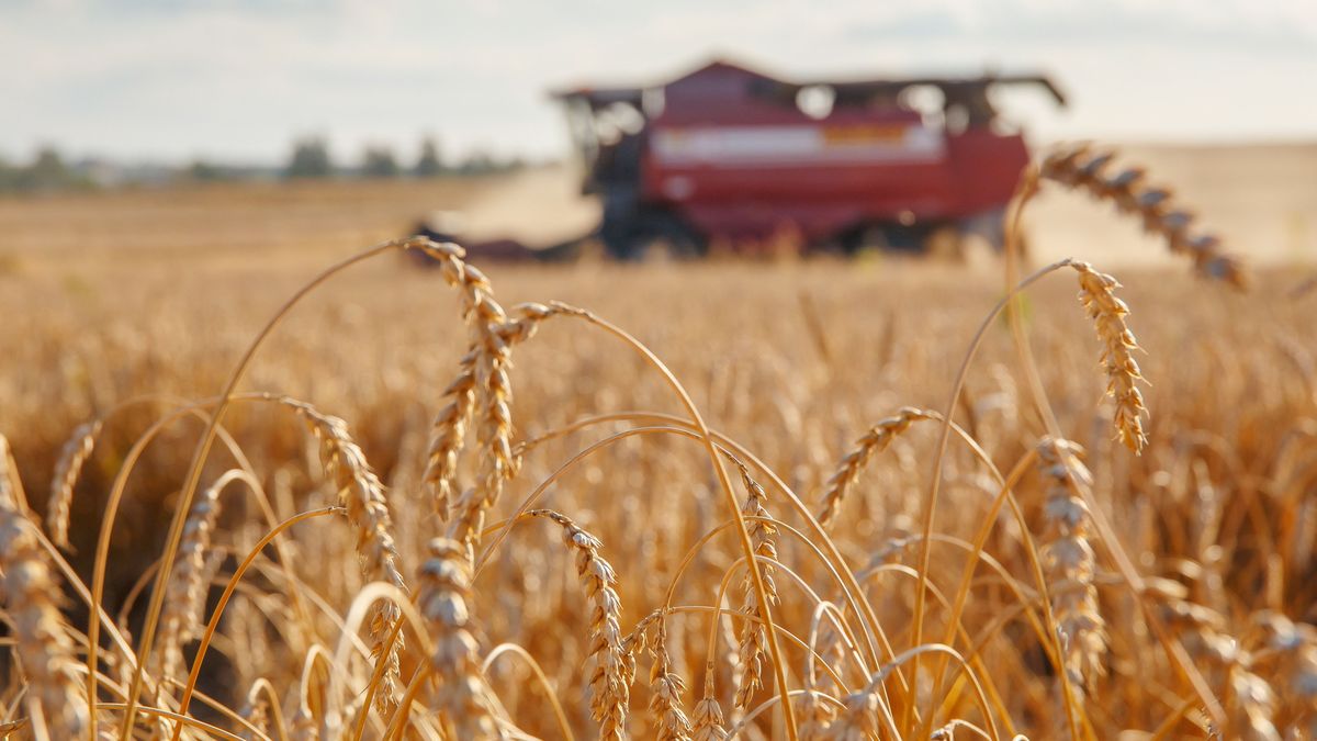 Ukrajnai agráróriások tízéves haladékot kérnek az uniós növényvédelmi szabványokra