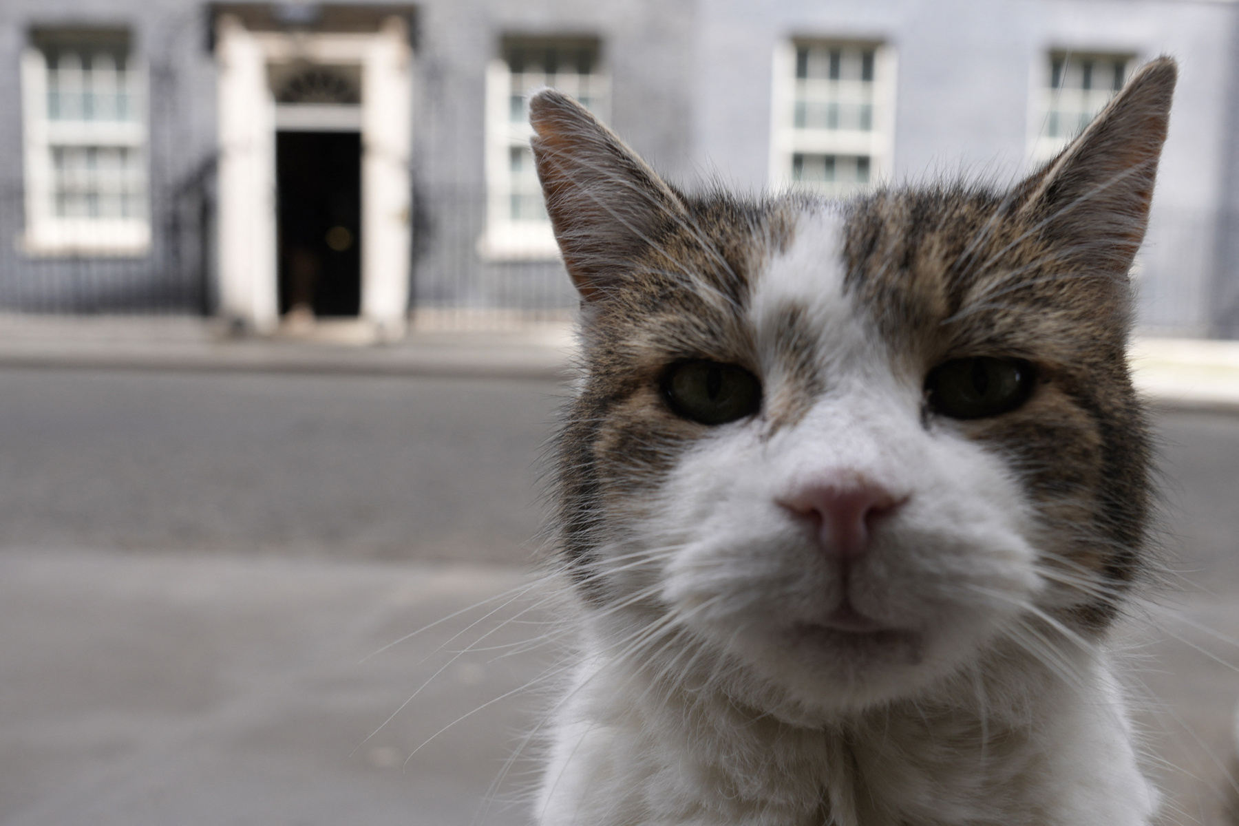 Larry, a Downing Street ikonikus macskája: a brit politika stabil alapja egy évtizede
