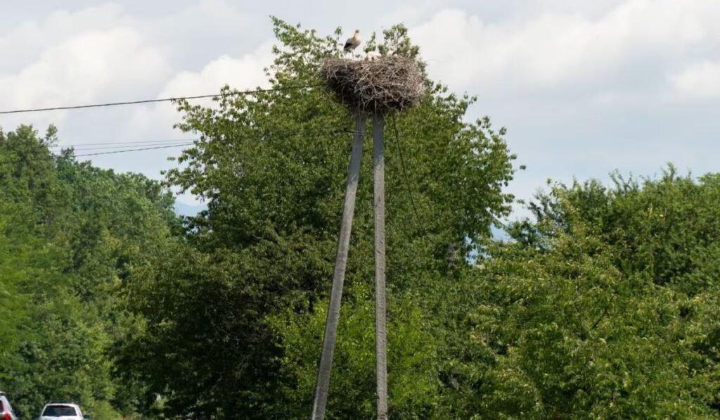 Új gólyacsalád telepedett meg Alsókerepec közelében
